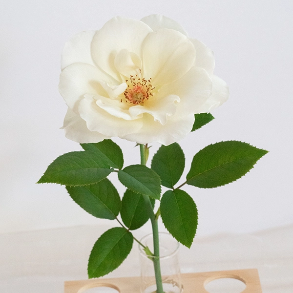 品種名COMING SOON